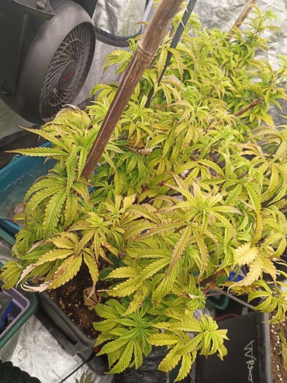 IMG20240106204603.jpg