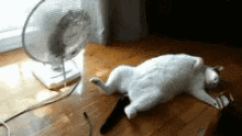 heat-fan.gif.8246877379ddb9b3d1e6d896f5137b90.gif