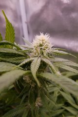 1212 +33_Ripper Haze.JPG