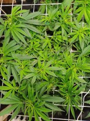 fast zkittlez S+7