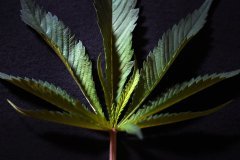 Une feuille de Skunk #1 😈