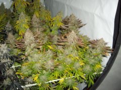 Godzilla Glue, 12/12 +72