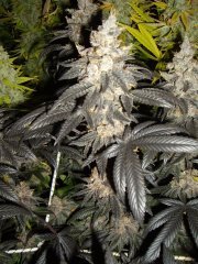 GMO x Animal Cookies, 12/12 +72