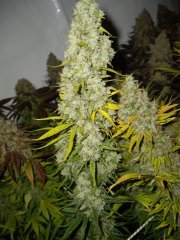 Malawi, 12/12 +72