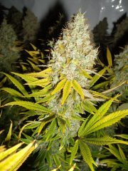 Panama, 12/12 +72