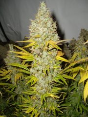Panama, 12/12 +72
