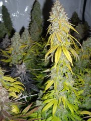 Sour Ripper, 12/12 +72