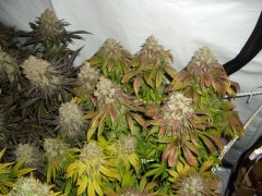 Kosher Kush, 12/12 +72