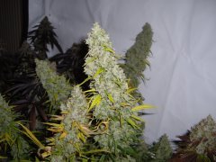 Malawi, 12/12 +72