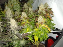 Jack Herer, 12/12 +72