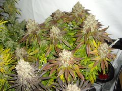 Jack Herer, 12/12 +72