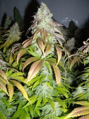 Kosher Kush, 12/12 +72