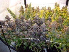 GMO x Animal Cookies, 12/12 +72