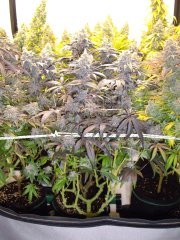 GMO x Animal Cookies, 12/12 +72