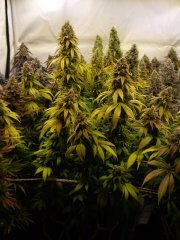 Sour Ripper, 12/12 +72