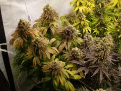 Kosher Kush, 12/12 +72