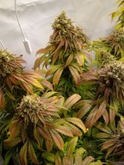 Kosher Kush, 12/12 +72