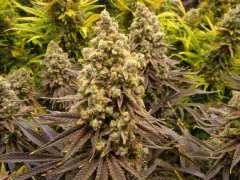 Critical Cherry, 12/12 +72
