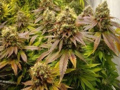 Jack Herer, 12/12 +72