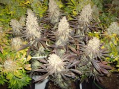 12/12 +83, Critical Cherry : Jour de Cut !