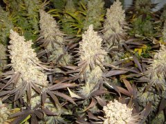 12/12 +83, Critical Cherry : Jour de Cut !