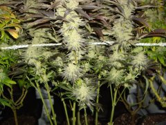 12/12 +83, Critical Cherry : Jour de Cut !