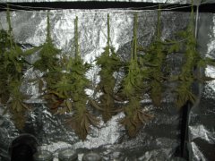 Les 8 branches de Critical Cherry