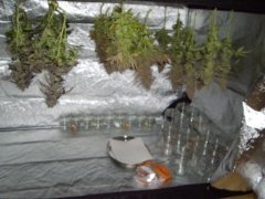 A gauche B-45, au milieu Godzilla Glue, à droite Critical Cherry
