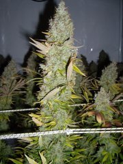 12/12 +84, Panama