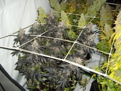 12/12 +84, GMO x Animal Cookies