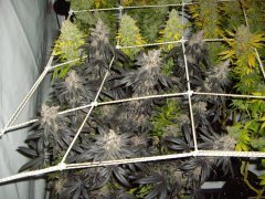 12/12 +84, GMO x Animal Cookies