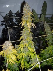 12/12 +84, Sour Diesel