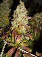 12/12 +84, Kosher Kush