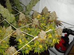 12/12 +84, Jack Herer