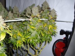 12/12 +84, Jack Herer