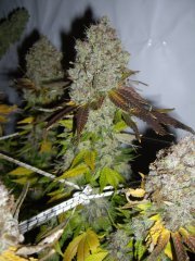 12/12 +84, Jack Herer