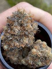 IMG_2962.jpeg