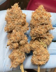 IMG_2977.jpeg