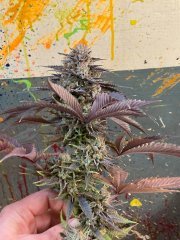 IMG_3013.jpeg