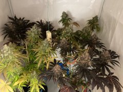 IMG_3014.jpeg