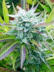 IMG_3119.jpeg