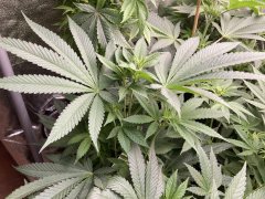 IMG_3232.jpeg