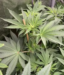 IMG_3233.jpeg