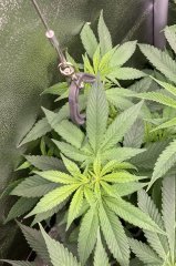 IMG_3234.jpeg