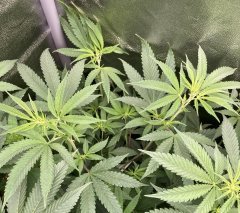 IMG_3235.jpeg