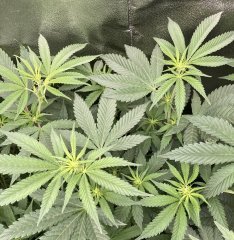 IMG_3236.jpeg