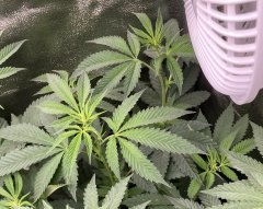IMG_3237.jpeg