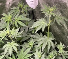 IMG_3239.jpeg