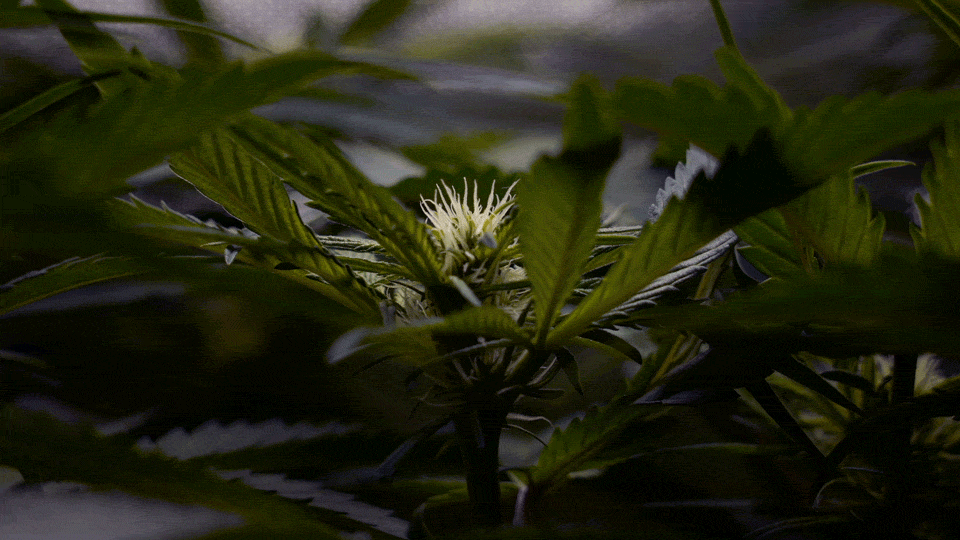 Skunk #1