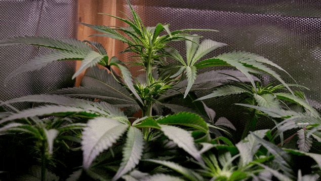 Skunk #1